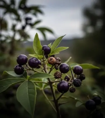 Serious Side Effects and Risks of Chasteberry (Vitex Agnus-Castus) Understand the potential adverse effects and key safety issues associated with chasteberry before you consider adding it to your supplement routine.