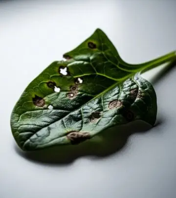 Even superfoods like spinach have hidden risks—discover the lesser-known side effects and precautions for safe consumption.