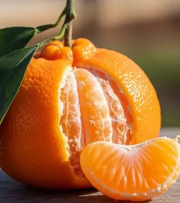 Discover the incredible health benefits, popular varieties, and delicious uses of tangerines—a vibrant citrus fruit packed with nutrients.