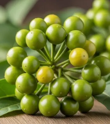Turkey Berry: Nutrition, Uses, Benefits, And Side Effects Explore the nutritional value, health benefits, uses, and possible side effects of turkey berry, a powerful medicinal fruit.