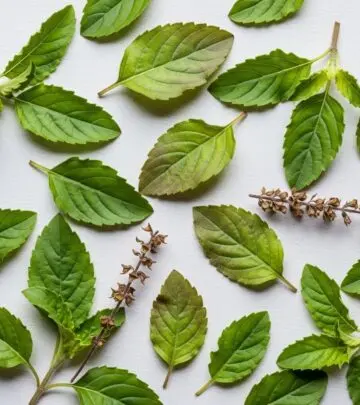 Unexpected Side Effects of Tulsi (Holy Basil): What You Should Know Uncover the often-overlooked adverse effects of tulsi (holy basil) to ensure its safe use in your daily routine.