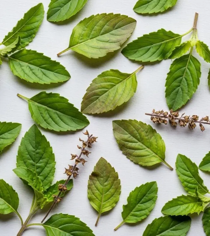 Unexpected Side Effects of Tulsi (Holy Basil): What You Should Know Uncover the often-overlooked adverse effects of tulsi (holy basil) to ensure its safe use in your daily routine.
