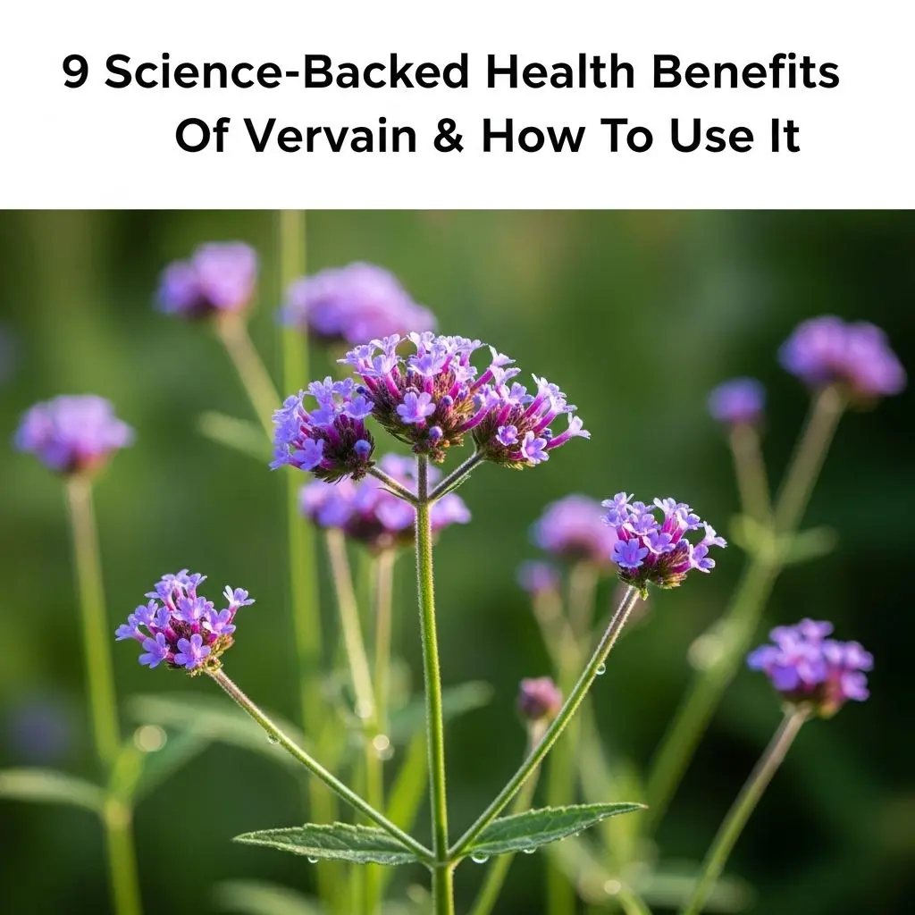 Discover the therapeutic power of vervain—a mythical herb—for stress relief, heart, liver, and digestive health.