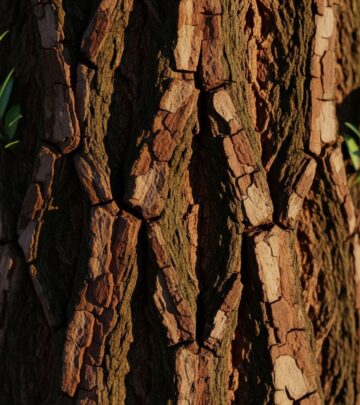 Yohimbe: Benefits, Mechanism, Risks, And Safe Use Explored