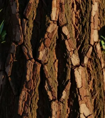 Yohimbe: Benefits, Mechanism, Risks, And Safe Use Explored Unveiling Yohimbe: Potential benefits, mechanisms, side effects, drug interactions, and safety guidelines for informed supplementation.